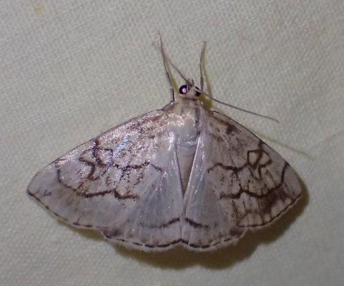 Réf. 211 412 : Evergestis pallidata